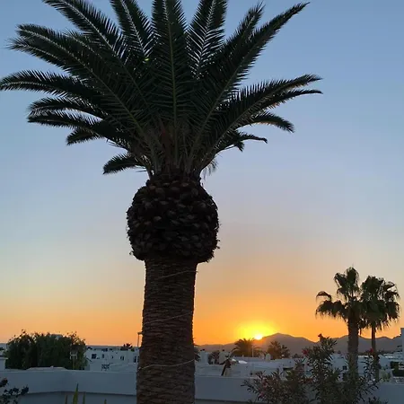 Palm